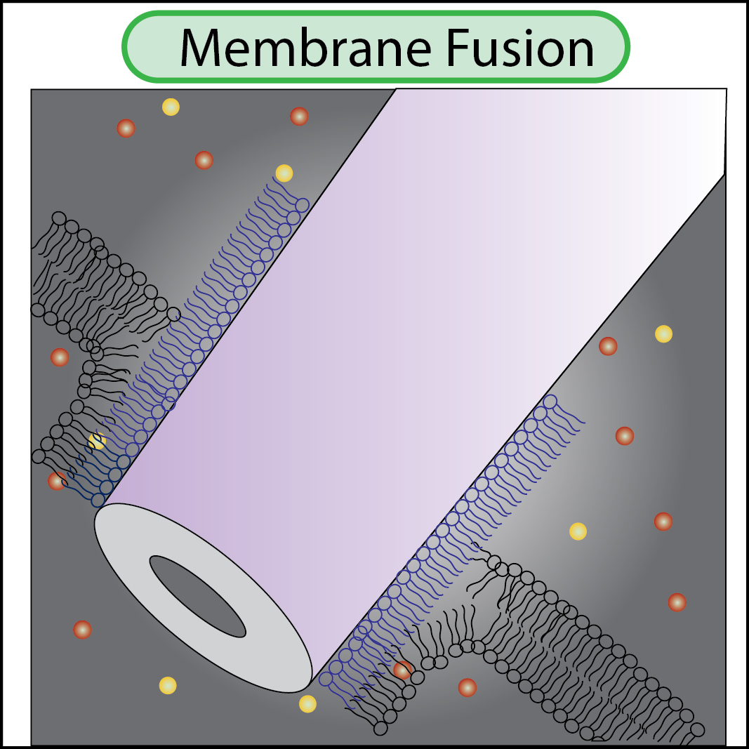 Biophysics & Nanoscience – Nano Neurotechnology Lab @Purdue